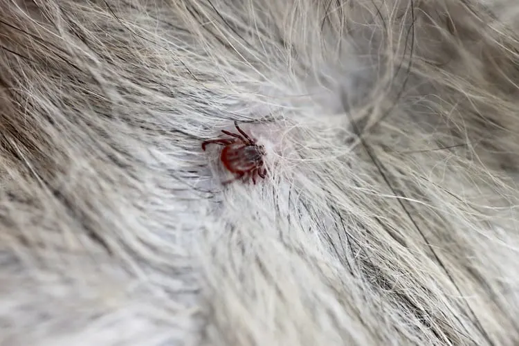 How Long Does It Take For A Flea Collar To Work 2 How Does a Flea Collar Work?