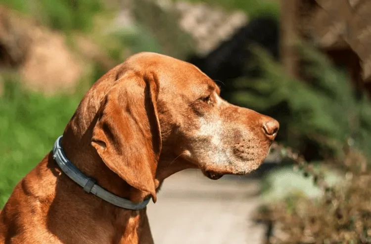 How Long Does It Take For A Flea Collar To Work 5 Downsides of Flea Collars