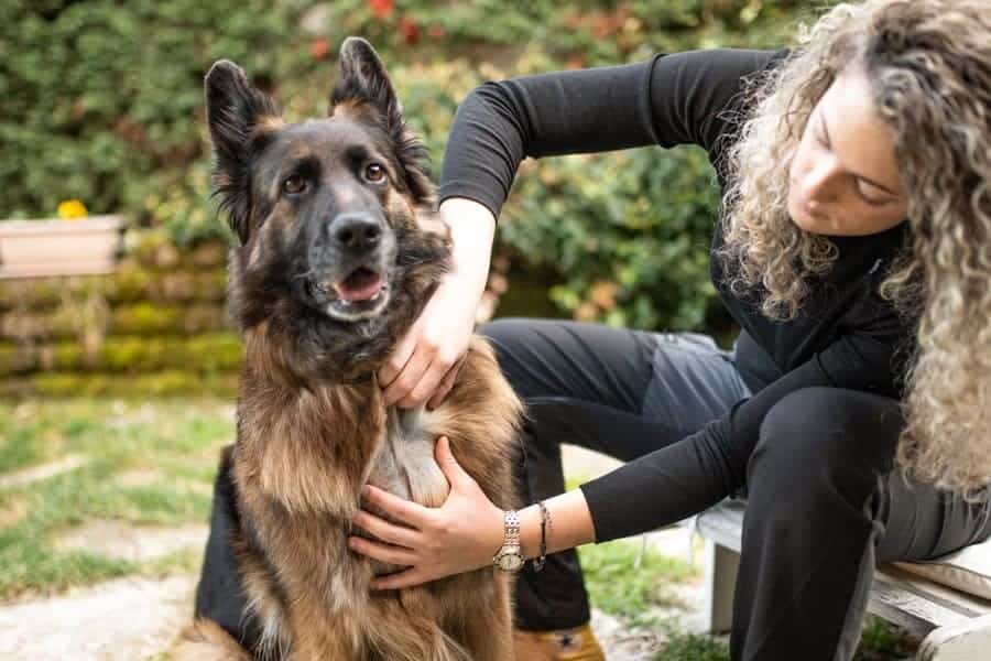 How Long Does It Take For A Flea Collar To Work Anything German Shepherd