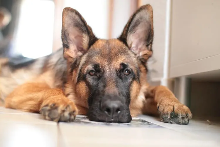 Why Won't My Dog Sleep With Me? 2 5. Your Dog is Distracted