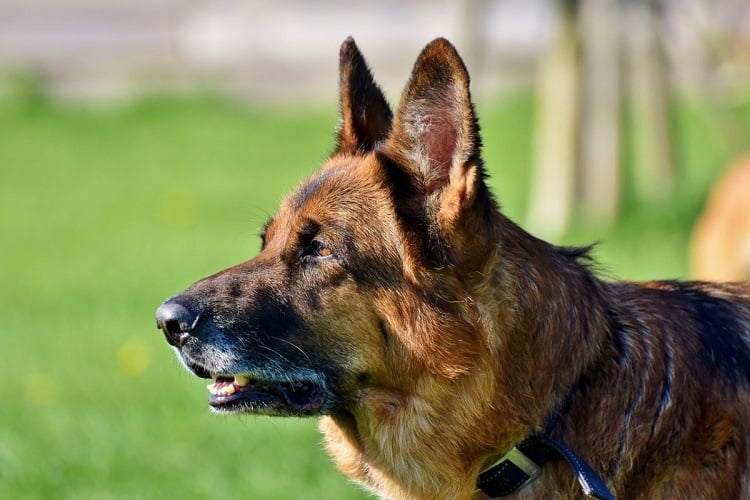 Which is better, a harness or a collar, for a German Shepherd?