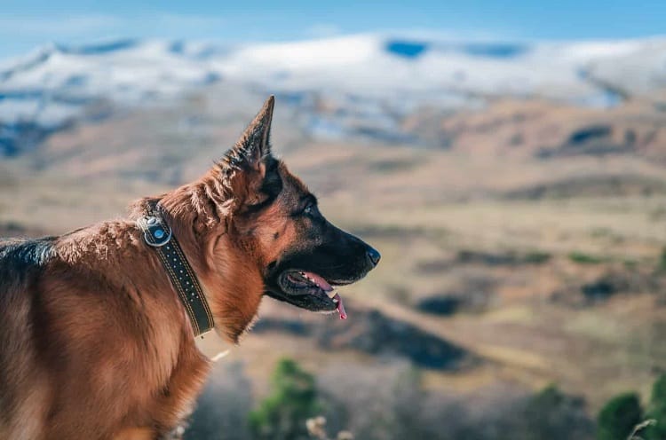 Collars to Never Use on a German Shepherd