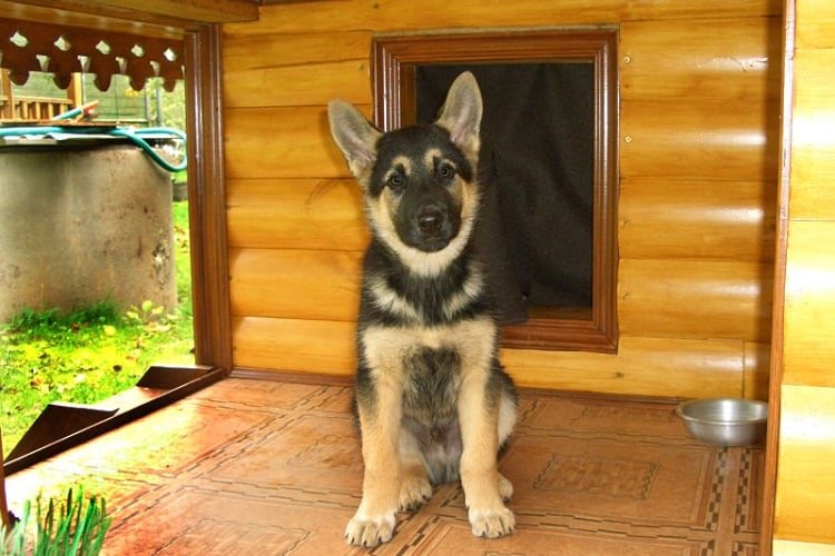 What's a good size dog house for a German Shepherd?