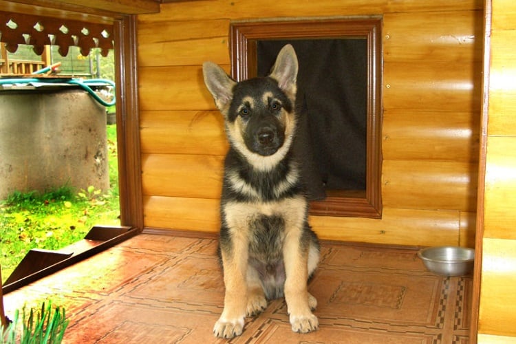 What's a good size dog house for a German Shepherd?