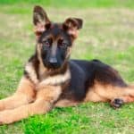 How to Take Care of a 1-Month-Old German Shepherd Puppy
