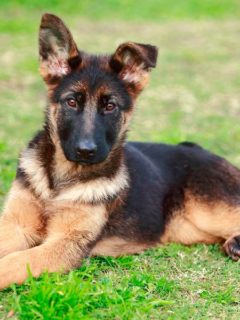 How to Take Care of a 1-Month-Old German Shepherd Puppy