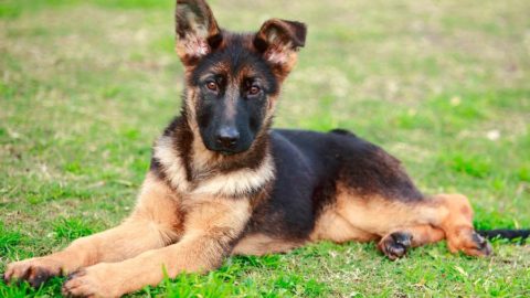 How to Take Care of a 1-Month-Old German Shepherd Puppy