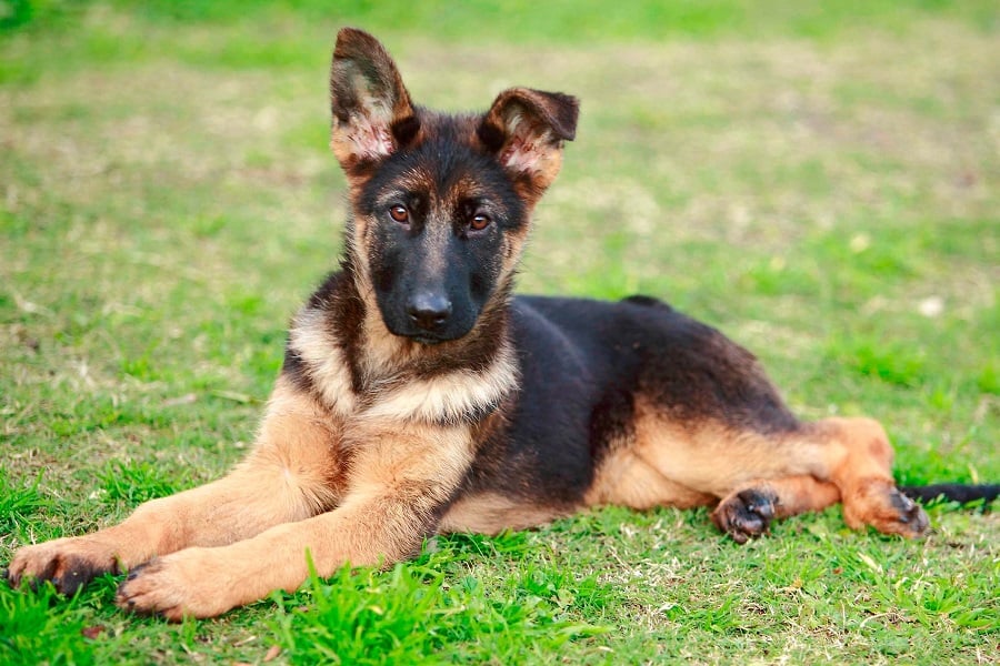 1 month german online shepherd puppy food
