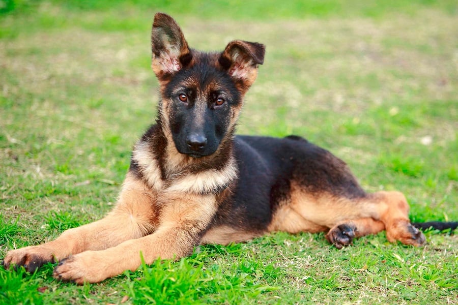 German Shepherd Health and Care Tips | Anything German Shepherd