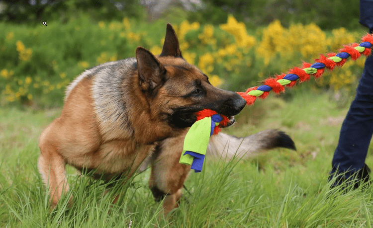 Toys For Your 9-Month German Shepherd