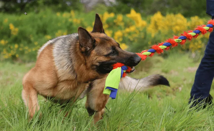 Toys For Your 9-Month German Shepherd