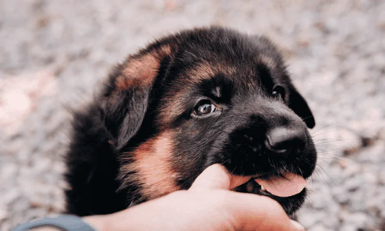 Why is My 8-week-old German Shepherd Puppy Biting?