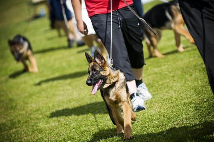 Can a German Shepherd Puppy Start Training at 8 Months?
