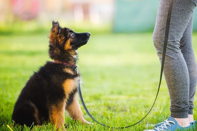 Why Won't My Dog Sleep With Me? 3 Can I Train My Dog to Sleep With Me?