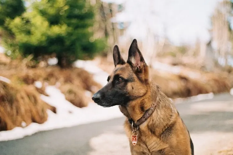 Can a dog collar be too heavy?