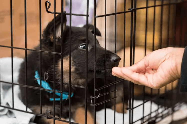 Potty Training for 1-Month-old German Shepherd Puppy