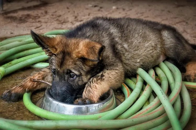 Food Requirements for a 1-Month-Old German Shepherd 