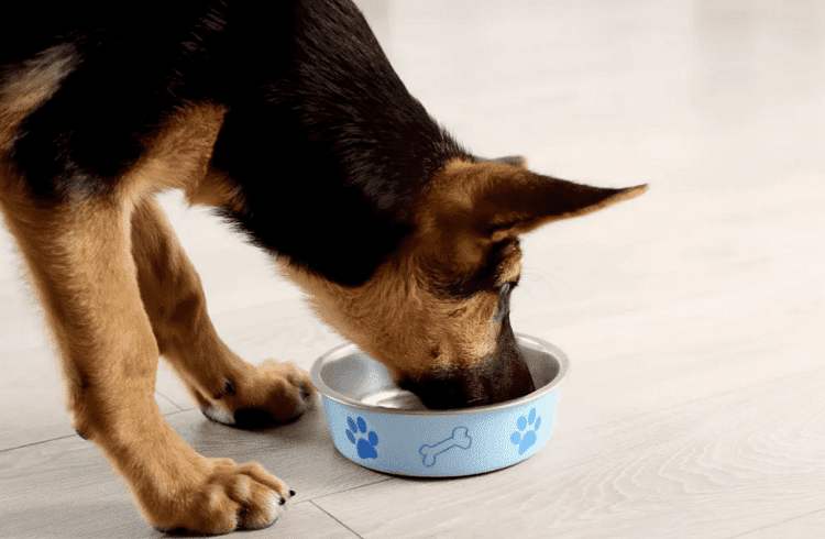 Nutrition For a 4-Month-Old German Shepherd