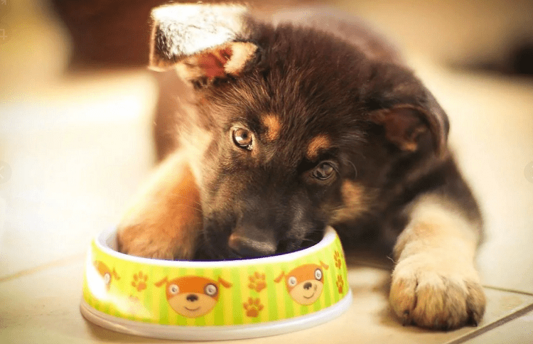 Food Requirements for an 8-Week-Old German Shepherd Puppy 
