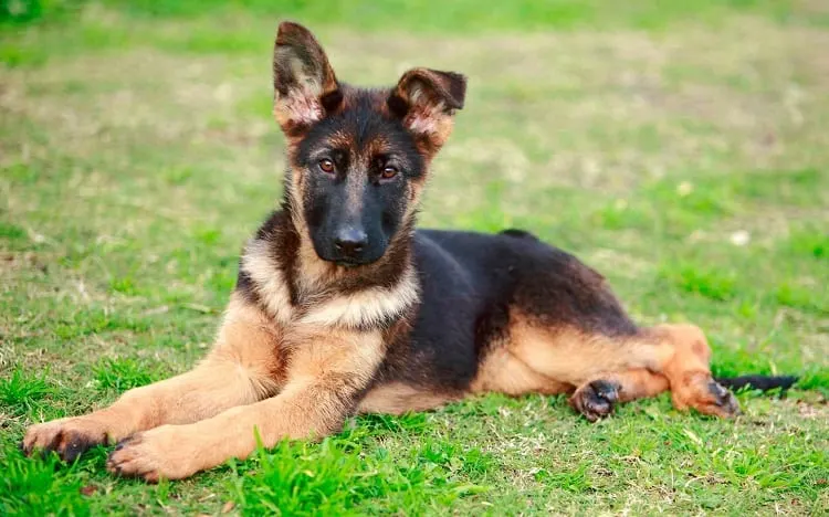 Exercise Needs For a 3-Month-Old German Shepherd
