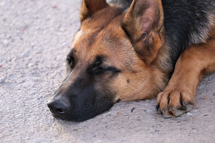 How Long Should 4-Month-Old German Shepherds Sleep?