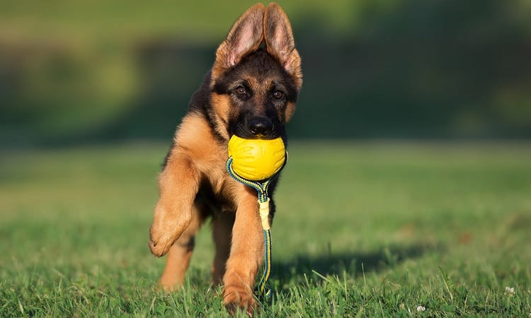 Toys For a 3-Month-Old German Shepherd