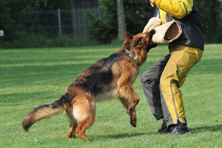 Training For 7 Months Old German Shepherd 