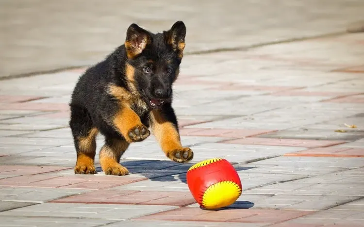 8-Week-Old German Shepherd Puppy Schedule