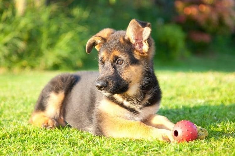 3-Month-Old German Shepherd - Health