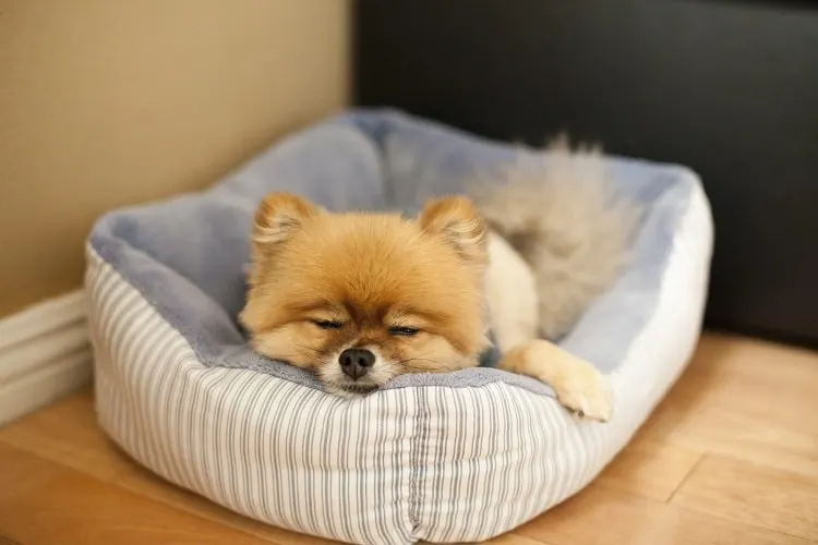 Sleeping Puppy in Dog Bed