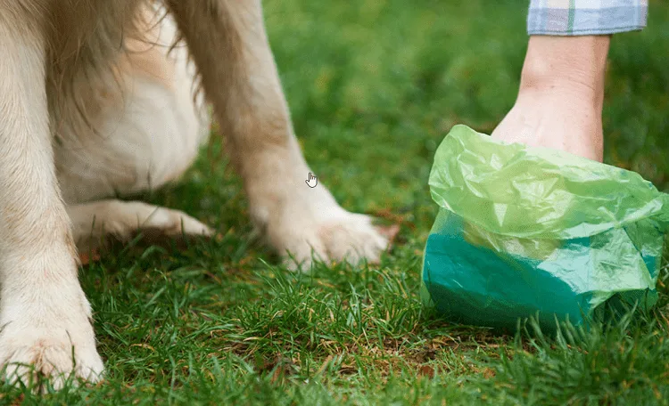 Is it okay to flush the dog's waste down the toilet?