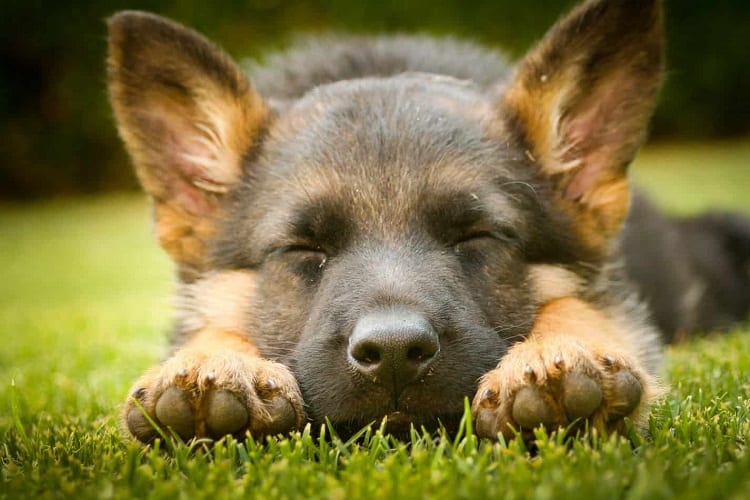 How Long Does an 8-week-old German Shepherd Sleep?
