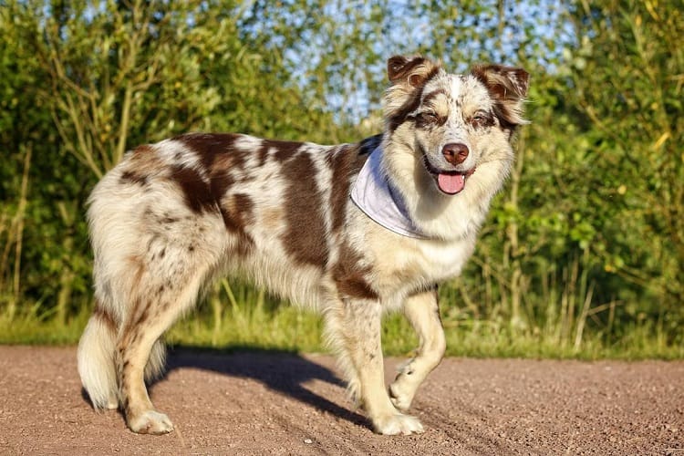 Everything You Need to Know About the Short-Haired Australian Shepherd |  Anything German Shepherd