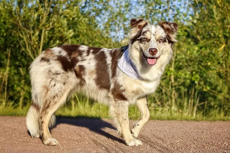 Caring for a Short-Haired Australian Shepherd