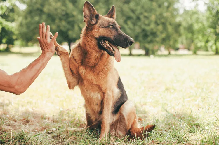 Training Your 8-Month-Old German Shepherd 