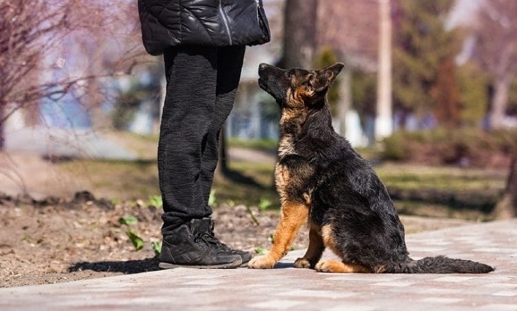 Positive Reward-based Obedience Training