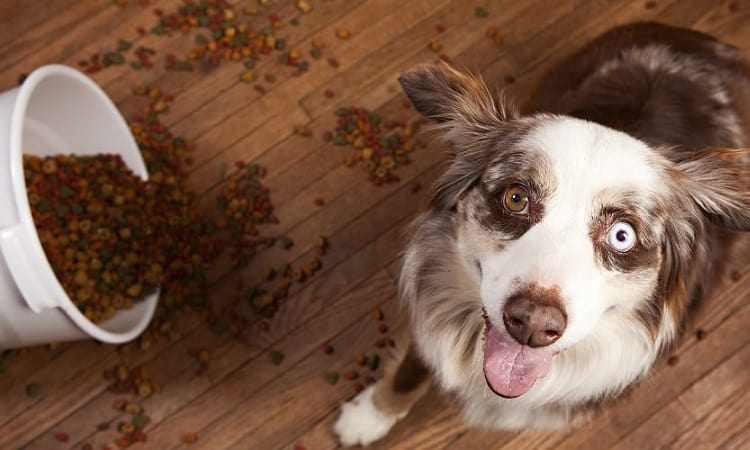 What foods are Australian Shepherds allergic to?