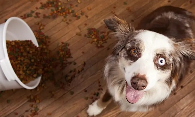 What foods are Australian Shepherds allergic to?