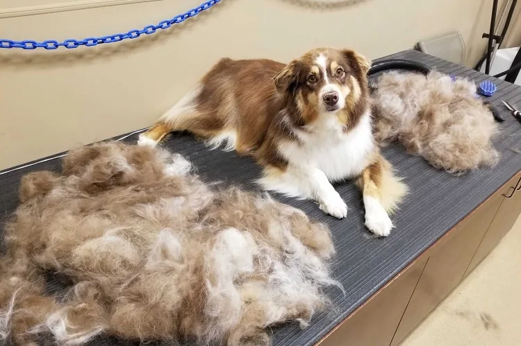 What kind of brush is best for Australian Shepherds?