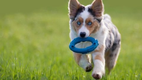 Best Toys For Australian Shepherds