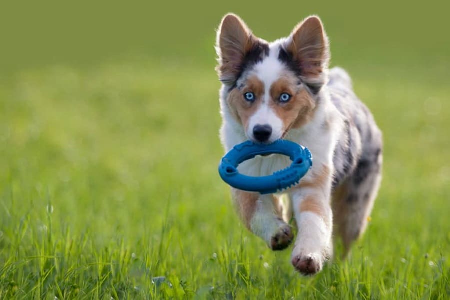 Best Toys For Australian Shepherds