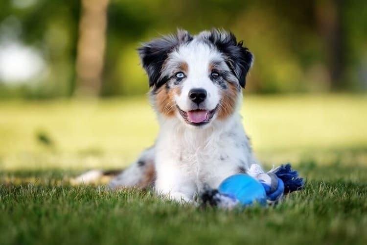 How Do I Keep My Australian Shepherd Entertained?