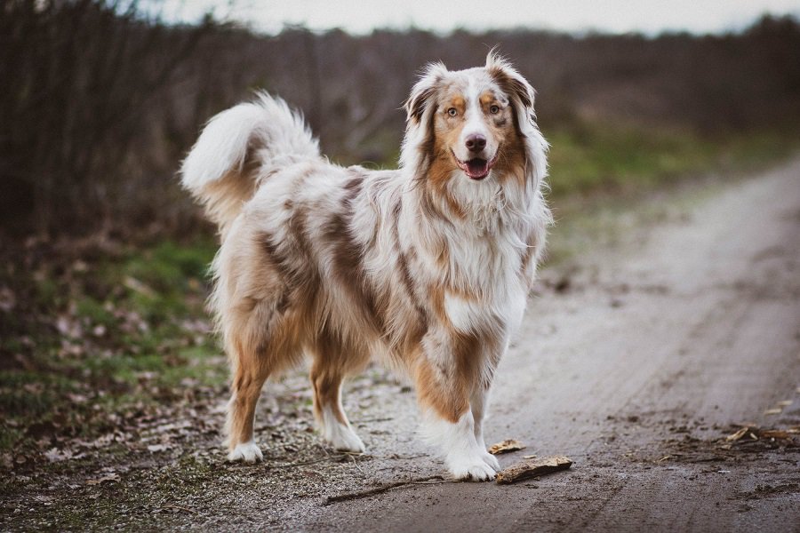 Best comb for deals australian shepherd