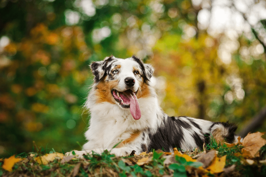 Best Dog Food for Australian Shepherd