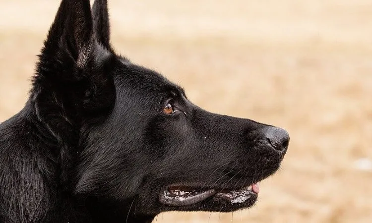 At What Age Can You Start Breeding?