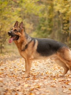 Why Does My Dog Only Eat Once A Day? | Anything German Shepherd