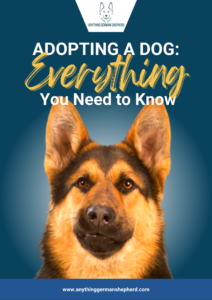 Adopting a Dog Everything You Need to Know