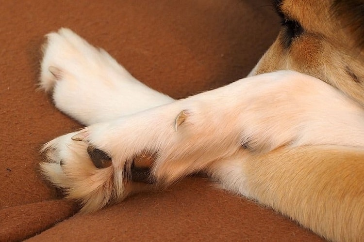 what does it mean when a dog crosses her paws