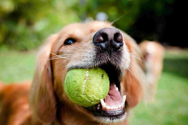 How do I teach my dog to fetch a tennis ball?