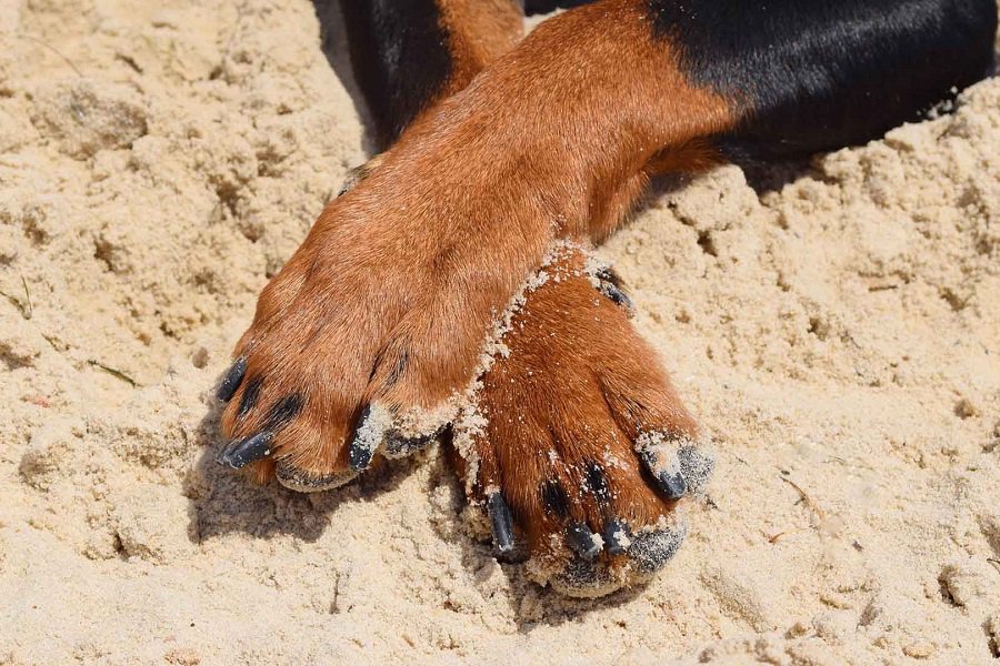 what does it mean when a dog crosses her paws